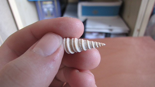 Schale der Turritella bicanirata