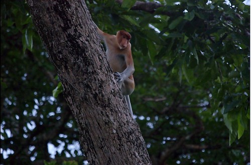 monkey borneo malesia orang proboscis belanda nasuta scimma nasica nasalis larvatus