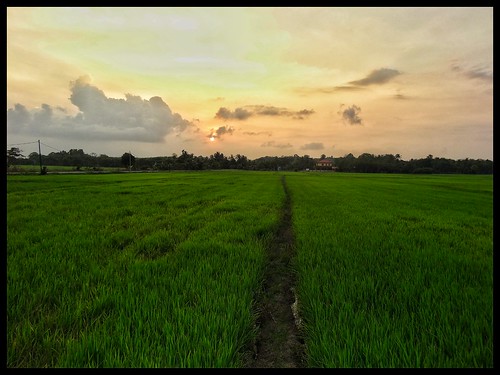 sunset sun landscape squareformat sonycamera paddyfield sawahpadi sonyalpha travelasrar
