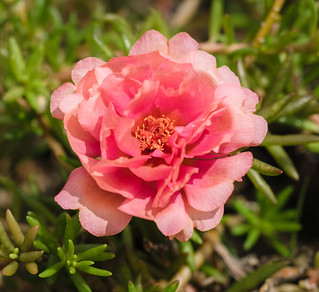 Moss Rose/Rock Rose "Portulaca grandiflora" | by RatRoadshow