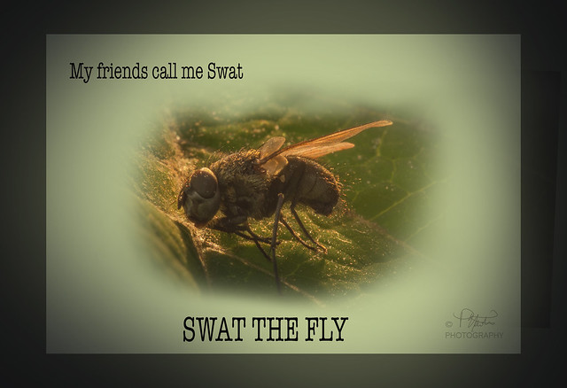 SWAT THE FLY