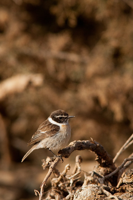 Canary Islands Stonechat (Saxicola dacotiae)
