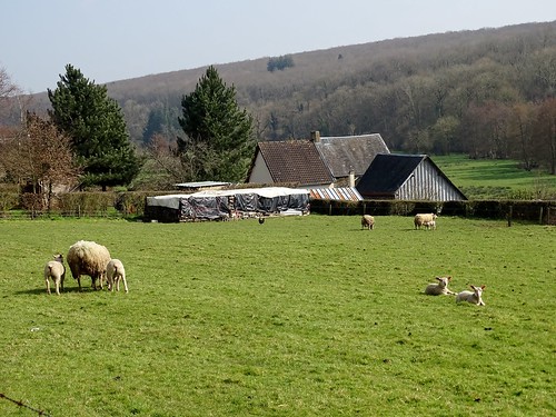 france tree landscape sheep normandie paysage arbre calvados mouton odon petiterandonnée