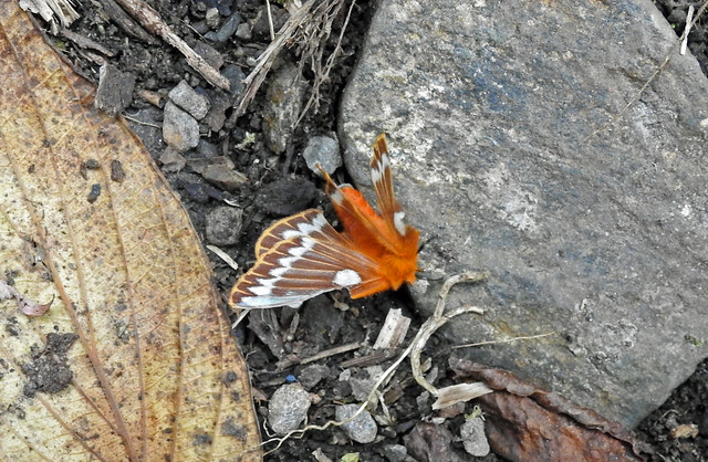 Cotana sp. (Eupterotidae), Mokwam, West Papua