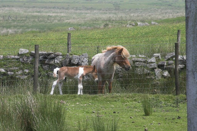 Dartmoor Pony and Foal