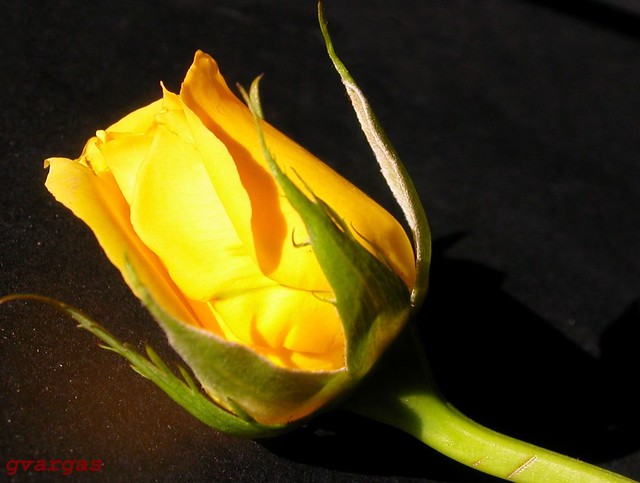 A yellow bud for you!!!
