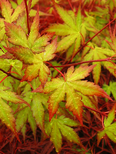 Japanese maple in rain | by Steve and Becky