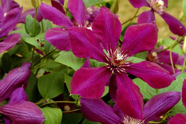 Clematis from Kate's Garden