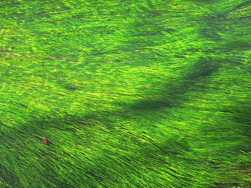 green river searchthebest waterplants wasserpflanzen flus interestingness168 i500 grün top20green explore05mar2007 würm