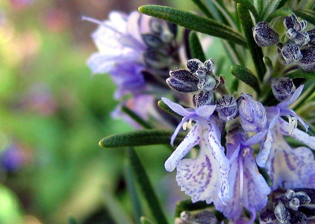 There's rosemary, that's for remembrance Just the tiny flo… Flickr