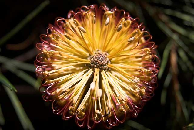 Bottle Brush From Above