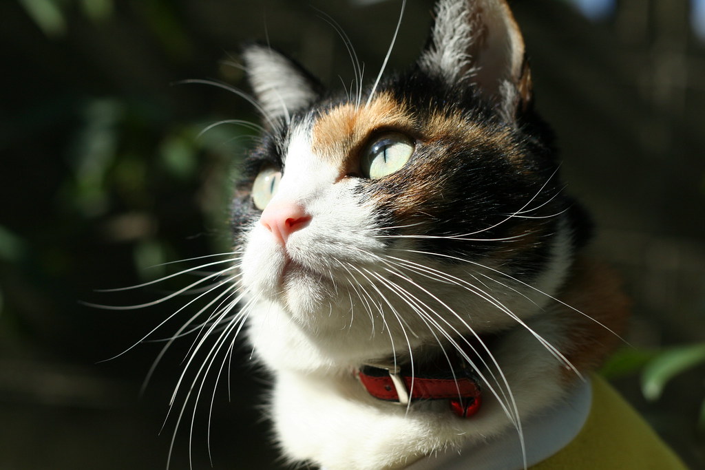 三毛猫mike Neko ある三毛猫 Usagichan Flickr