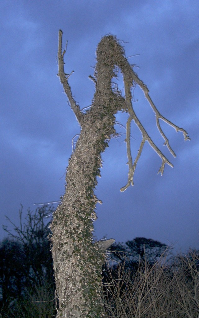 Flash tree | Taken with one of my camera's fill-in flash mod… | Flickr