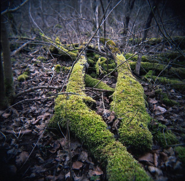 Moss on Wood - Holga Version 2