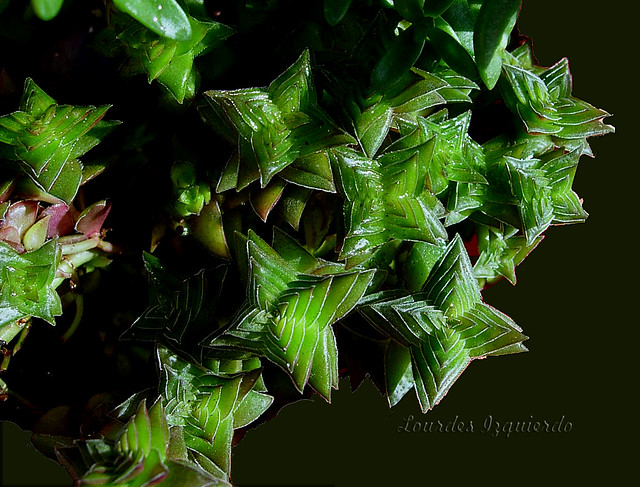 Crassula capitella ssp. thyrsiflora