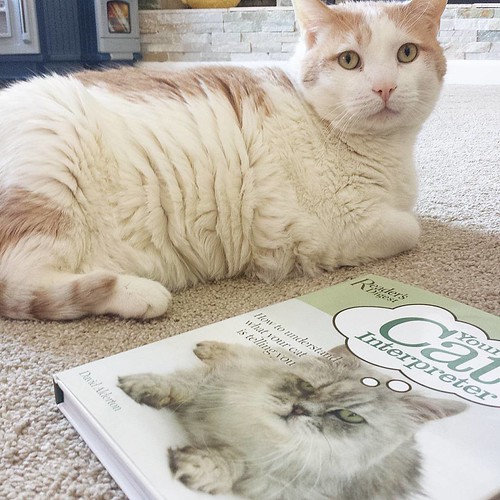 What is The Bean thinking? The Bean: Put down the book and feed the beast...  #beanthoughts #deepthoughts #interpretthis #fatcat #bigcat #orangecat #kitty #cats #cat #fatkitty #30lbcat #catsofinstagram #instacats #catsagram #instagramcats #catstagram #cat | by origamiamiami