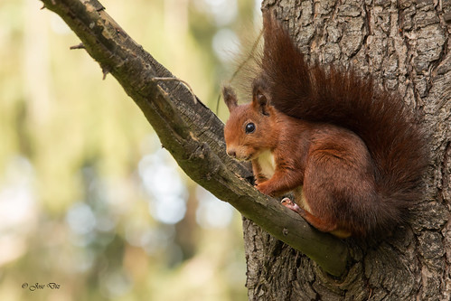 Ardilla Roja - Sciurus vulgaris | by rio en medio - Jose On/Off