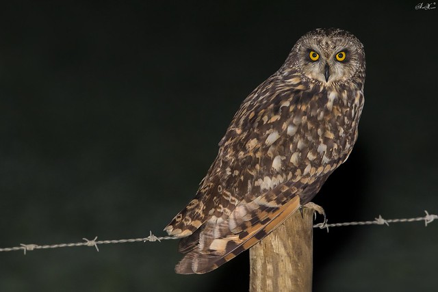 Coruja do Nabal, Short-eared Owl (Asio flammeus)