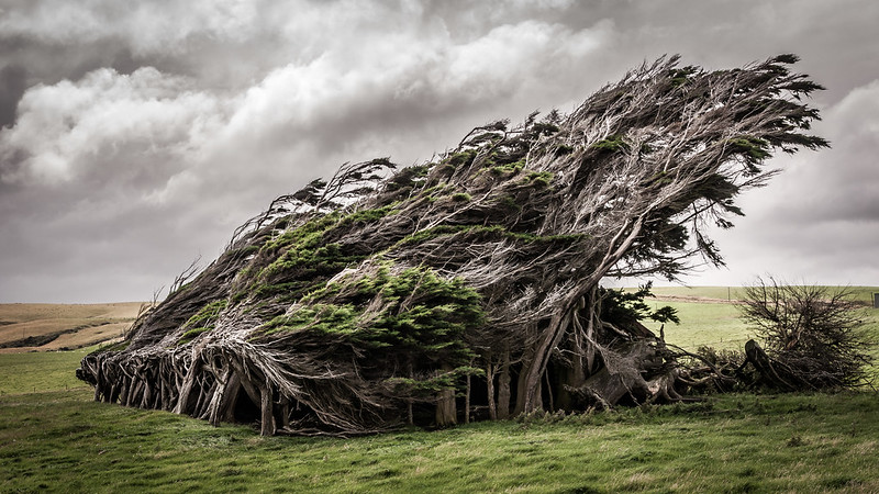 The Windswept Trees at Slope Point