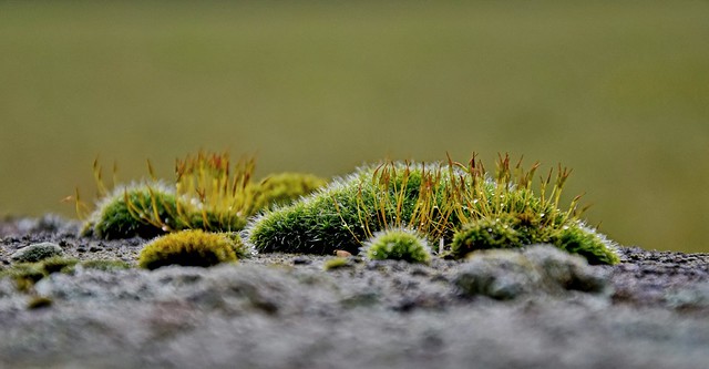 Moss on the Wall