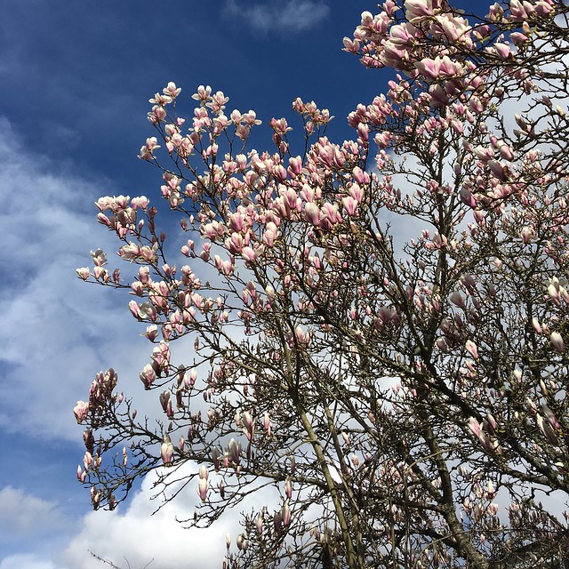 Blue Sky, White Clouds, Pink Blossoms