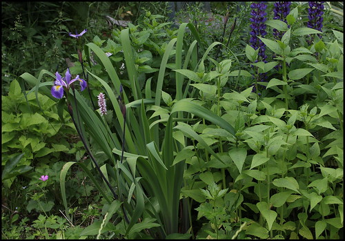 Iris robusta 'Gerald Darby' 25881097815_ed1f5e9577