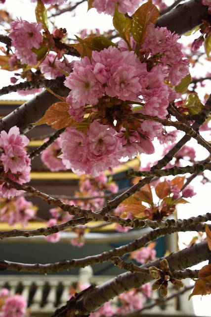Pagoda Blossoms
