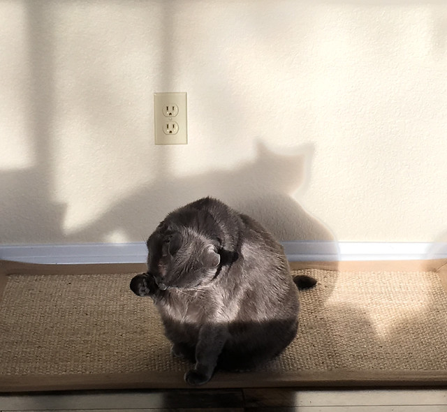 One Cat, Two Shadows