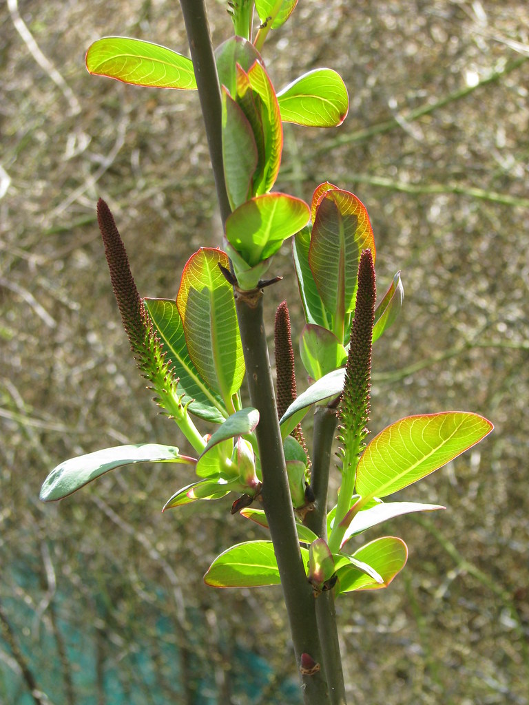 Salix magnifica