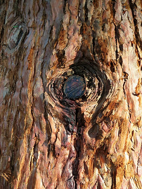 Der Mammutbaum - My Photopedia