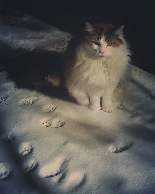 •Snow's Too Tall, Mom• Leeloo, defeated by the tall banks of snow, backs away and waits by the front door. 😿 #isaynotosnow #glum [#Leeloocat #furgoyles] #cat #neko #gato #meowbox #catspam #catstagram #ねこ #PETstagram #instapet #catsofinstag