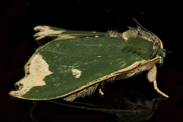 Rosema epigena (Notodontidae, Phalerinae) a