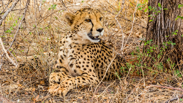 Cheetah Namibia 4K Wallpaper / Desktop Background