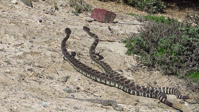 Rattlesnake fight at bolsa chica!!! (2)