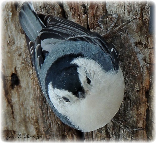 White Breasted Nutchatch