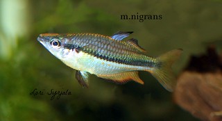 m.nigrans | by rainbow.bratt