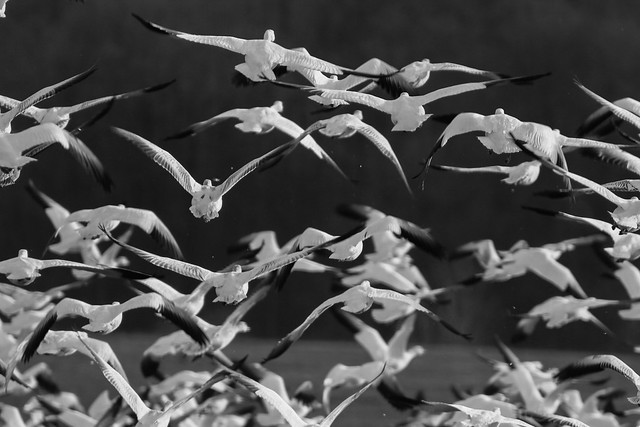 Snow Geese Migration- B&W