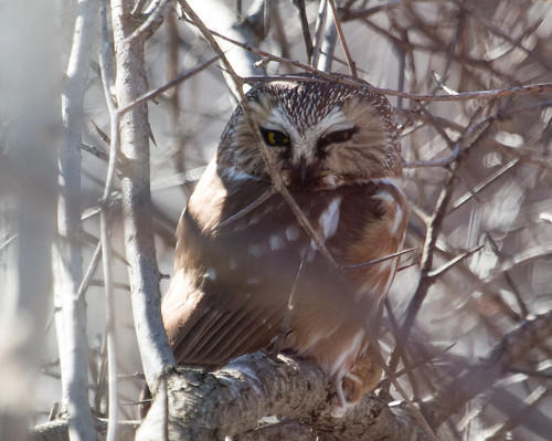 Northern Saw-whet Owl with mouse
