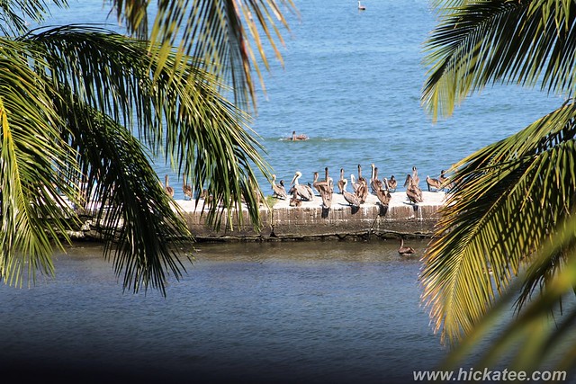 Livingston, Guatemala - birds - Brown pelican (Pelecanus occidentalis) 021