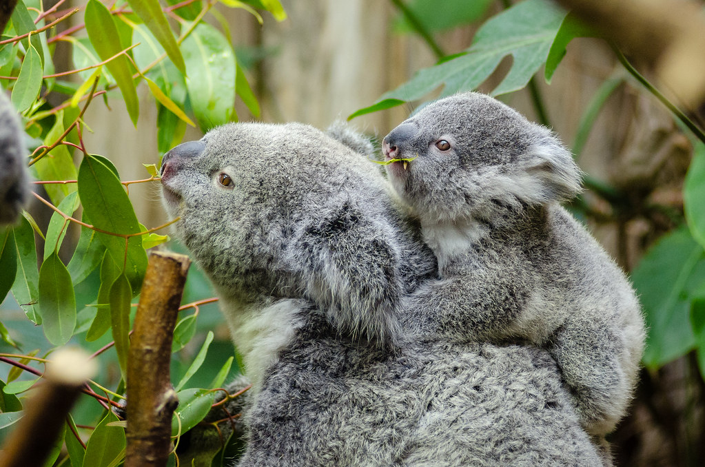 Wind turbines annoy koalas