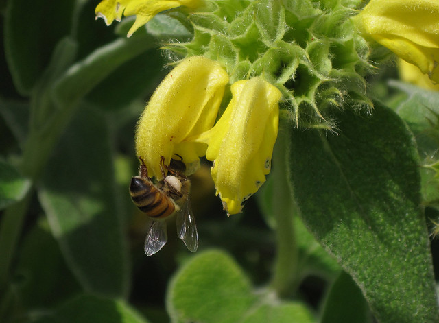 Upside Down Bee on Yellow Flower