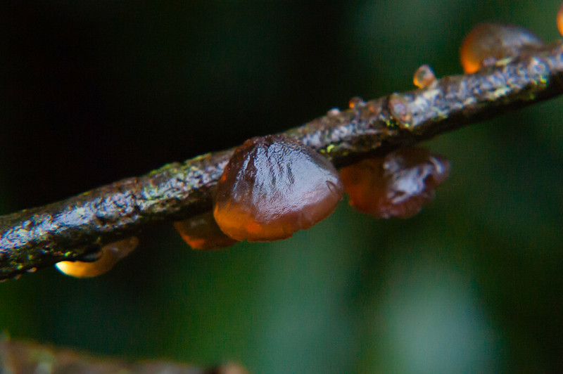 Amber jelly roll fungus on a twig