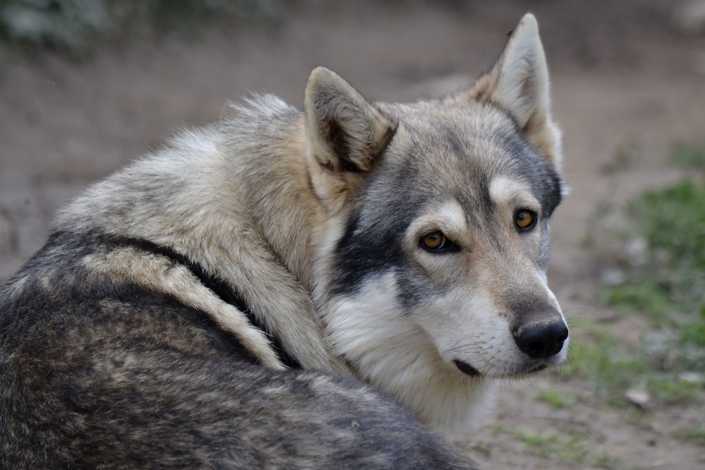 Wolf @ Parc Animalier de Serre-Poncon 14-09-2015