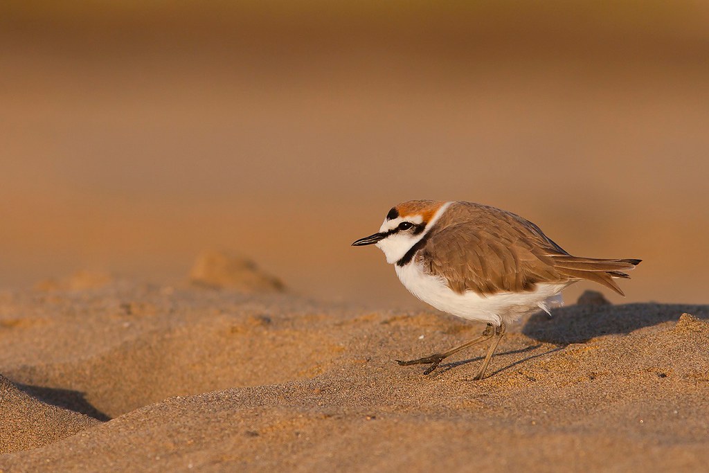 Anarhynchus alexandrinus | Kentish Plover | svartbent strandpipare