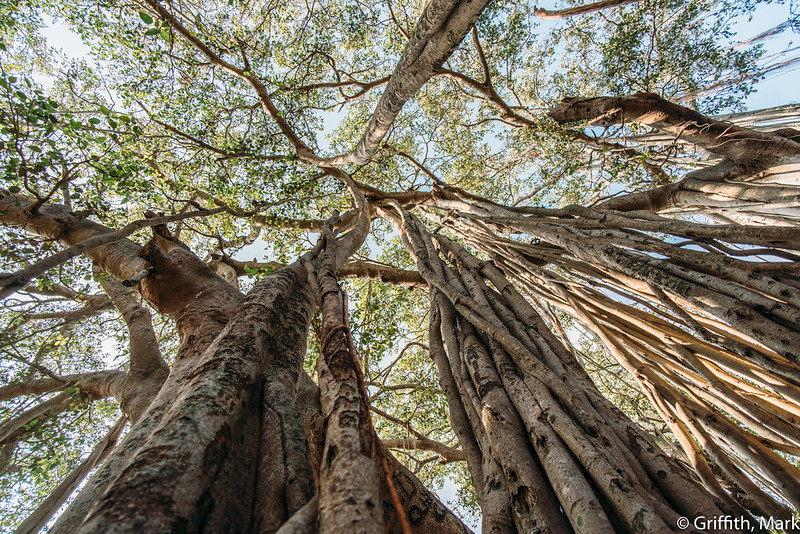 Big Banyan Tree