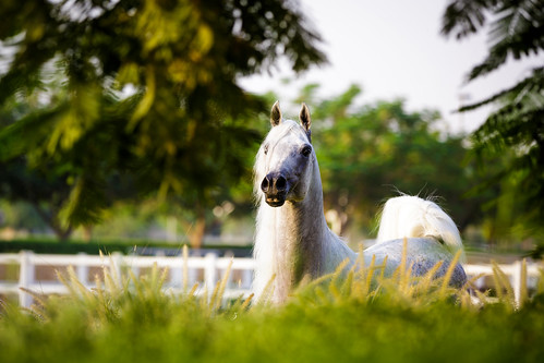 horses horse nature colors animal sunrise frame arabian stallion equine