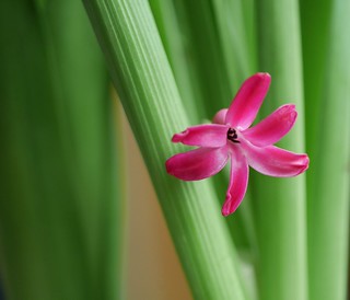 Hyacinth flower | by Chenyueling