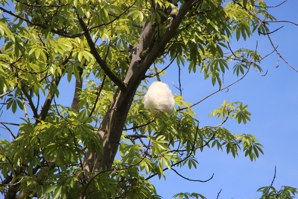 IMG_3879_Cotton candy tree?
