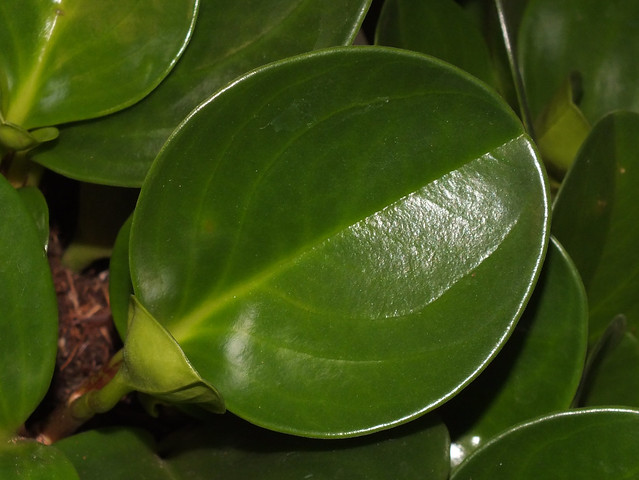 Baby rubberplant (Peperomia obtusifolia) leaf