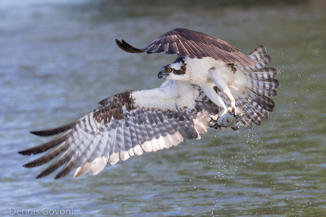 Osprey Holds on to Fish